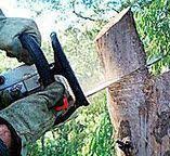 Best Emergency Tree Removal  in Aspen, CO