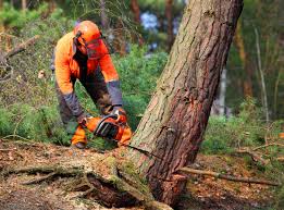 Best Tree Mulching  in Aspen, CO
