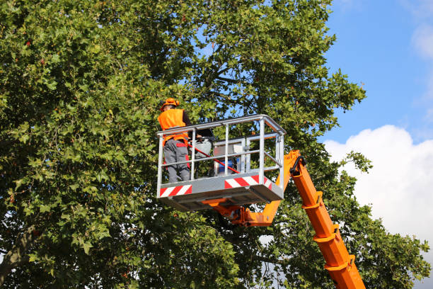 Best Pest Control for Lawns  in Aspen, CO