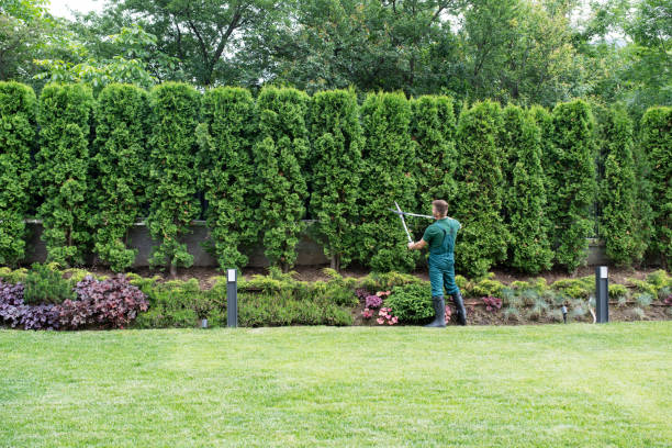 Best Tree and Shrub Care  in Aspen, CO
