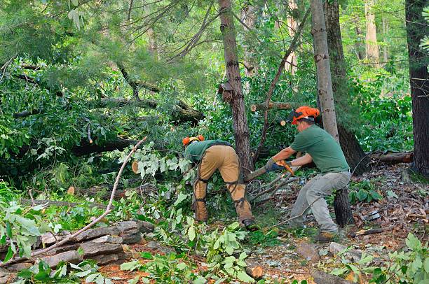 Best Tree Health Inspection  in Aspen, CO