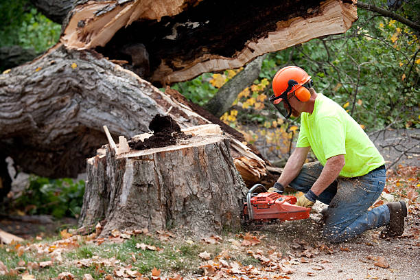 Best Commercial Tree Services  in Aspen, CO