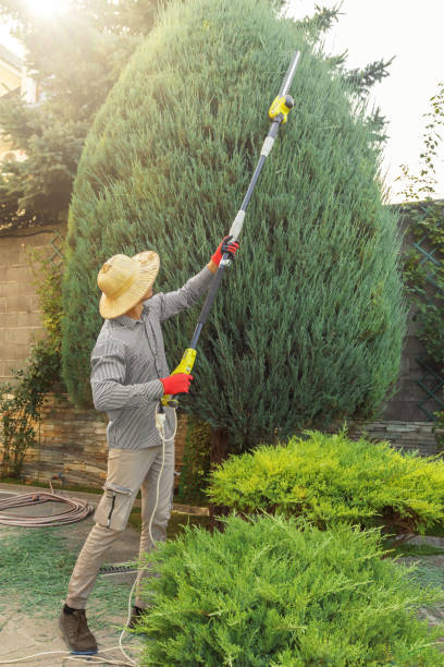 Best Root Management and Removal  in Aspen, CO